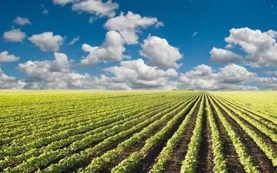今年黑龙江大豆补贴预计270元/亩,建议农民理性销售